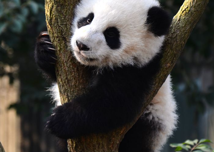 成都机场落地别傻等！这份接送攻略让你省下200块打车费-第3张图片-成都租车公司